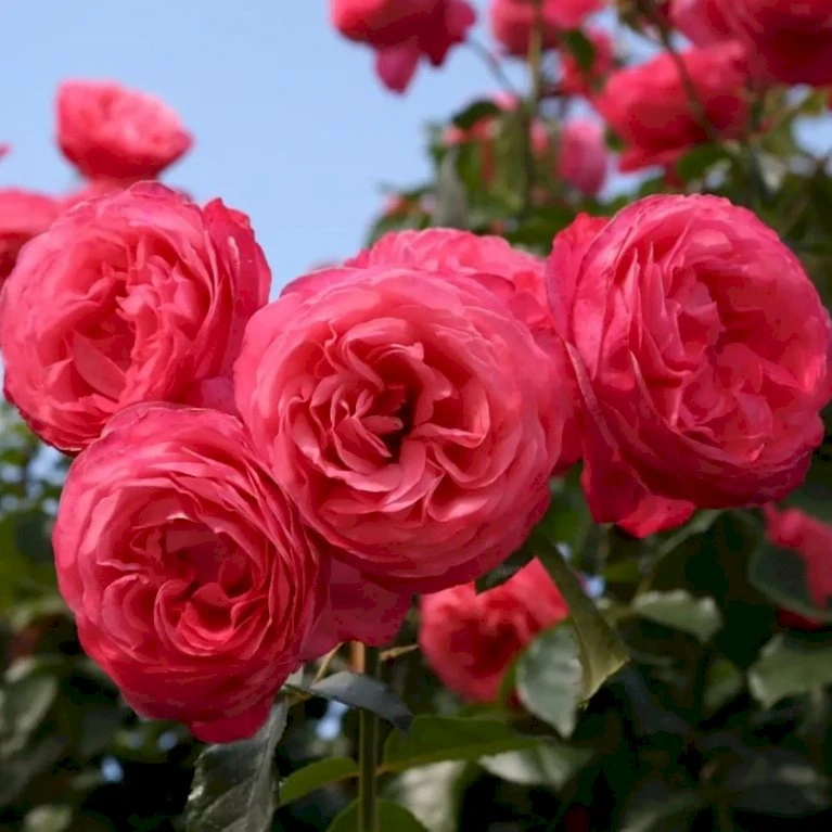 'Rosanna'® Rosa X 'Rosanna'® (Klatrerose) A-Kvalitet,- Barrods Roser Min. 3 Grene 6 'Rosanna'® Rosa X 'Rosanna'® (Klatrerose) A-Kvalitet,- Barrods Roser Min. 3 Grene - Billede 4