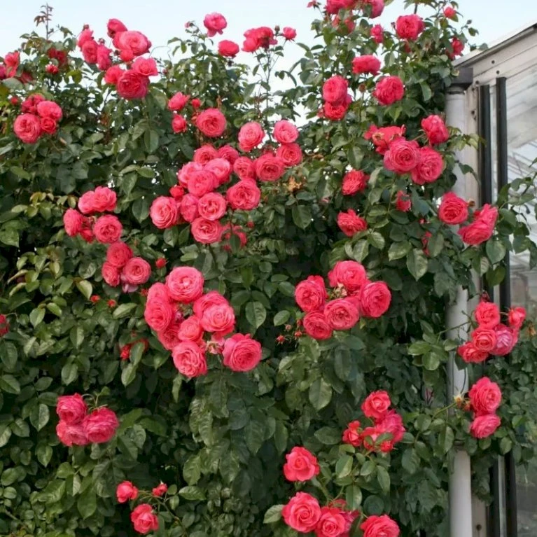 'Rosanna'® Rosa X 'Rosanna'® (Klatrerose) A-Kvalitet,- Barrods Roser Min. 3 Grene 7 'Rosanna'® Rosa X 'Rosanna'® (Klatrerose) A-Kvalitet,- Barrods Roser Min. 3 Grene - Billede 5