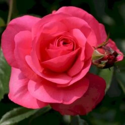 'Rosanna'® Rosa X 'Rosanna'® (Klatrerose) A-Kvalitet,- Barrods Roser Min. 3 Grene 15 'Rosanna'® Rosa X 'Rosanna'® (Klatrerose) A-Kvalitet,- Barrods Roser Min. 3 Grene -Osmoz Naturens Butik p23348 53632 rosa x rosanna klatrerose 876a