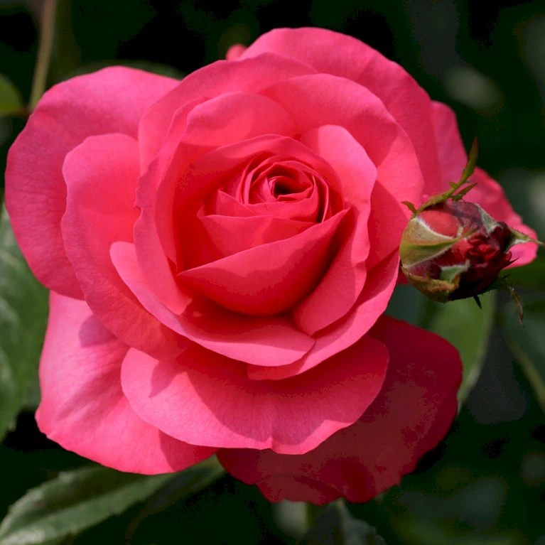 'Rosanna'® Rosa X 'Rosanna'® (Klatrerose) A-Kvalitet,- Barrods Roser Min. 3 Grene 8 'Rosanna'® Rosa X 'Rosanna'® (Klatrerose) A-Kvalitet,- Barrods Roser Min. 3 Grene - Billede 6