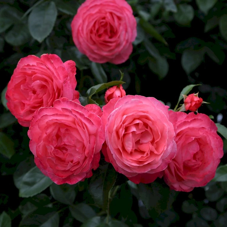 'Rosanna'® Rosa X 'Rosanna'® (Klatrerose) A-Kvalitet,- Barrods Roser Min. 3 Grene 9 'Rosanna'® Rosa X 'Rosanna'® (Klatrerose) A-Kvalitet,- Barrods Roser Min. 3 Grene - Billede 7