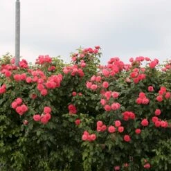 'Rosanna'® Rosa X 'Rosanna'® (Klatrerose) A-Kvalitet,- Barrods Roser Min. 3 Grene 17 'Rosanna'® Rosa X 'Rosanna'® (Klatrerose) A-Kvalitet,- Barrods Roser Min. 3 Grene -Osmoz Naturens Butik p23348 53634 rosa x rosanna klatrerose b435