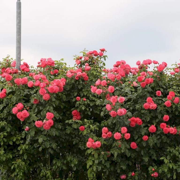 'Rosanna'® Rosa X 'Rosanna'® (Klatrerose) A-Kvalitet,- Barrods Roser Min. 3 Grene 10 'Rosanna'® Rosa X 'Rosanna'® (Klatrerose) A-Kvalitet,- Barrods Roser Min. 3 Grene - Billede 8