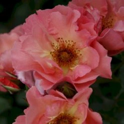 'Summer Wine'® Rosa X 'Summer Wine'® (Slyngrose) A-Kvalitet,- Barrods Roser Min. 3 Grene -Osmoz Naturens Butik p23349 53663 rosa x summer wine slyngrose a1c1