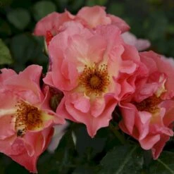 'Summer Wine'® Rosa X 'Summer Wine'® (Slyngrose) A-Kvalitet,- Barrods Roser Min. 3 Grene -Osmoz Naturens Butik p23349 53664 rosa x summer wine slyngrose b8e3