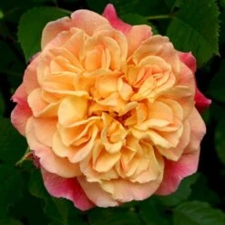 'Kordes Aloha'® Rosa X 'Kordes Aloha'® (Slyngrose) A-Kvalitet,- Barrods Roser Min. 3 Grene -Osmoz Naturens Butik p23382 53539 rosa x kordes aloha slyngrose 4bc3