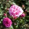 'Baronesse'® Rosa X 'Baronesse'® (Buketrose) A-Kvalitet,- Barrods Roser Min. 3 Grene