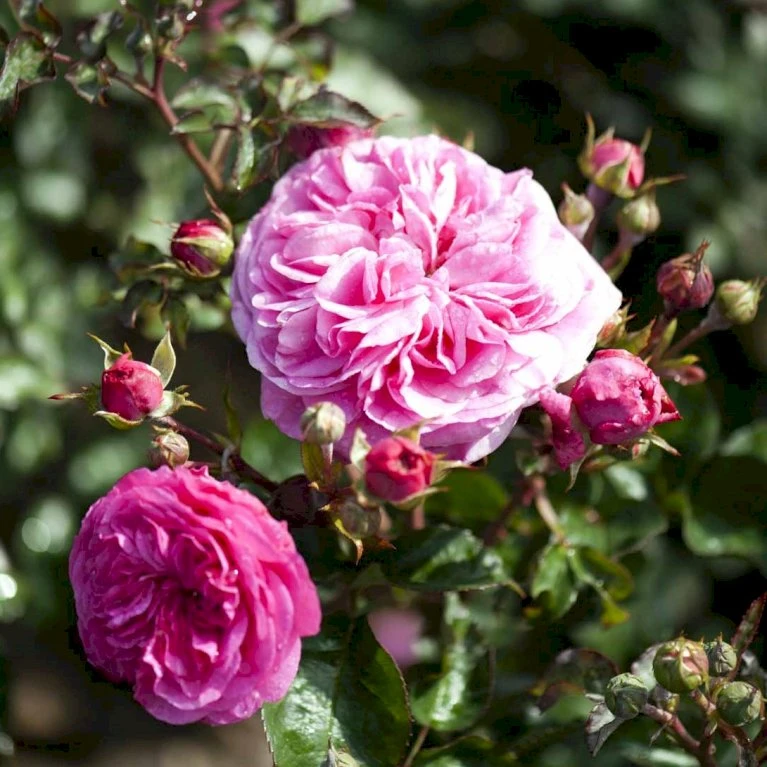 'Baronesse'® Rosa X 'Baronesse'® (Buketrose) A-Kvalitet,- Barrods Roser Min. 3 Grene 3 'Baronesse'® Rosa X 'Baronesse'® (Buketrose) A-Kvalitet,- Barrods Roser Min. 3 Grene
