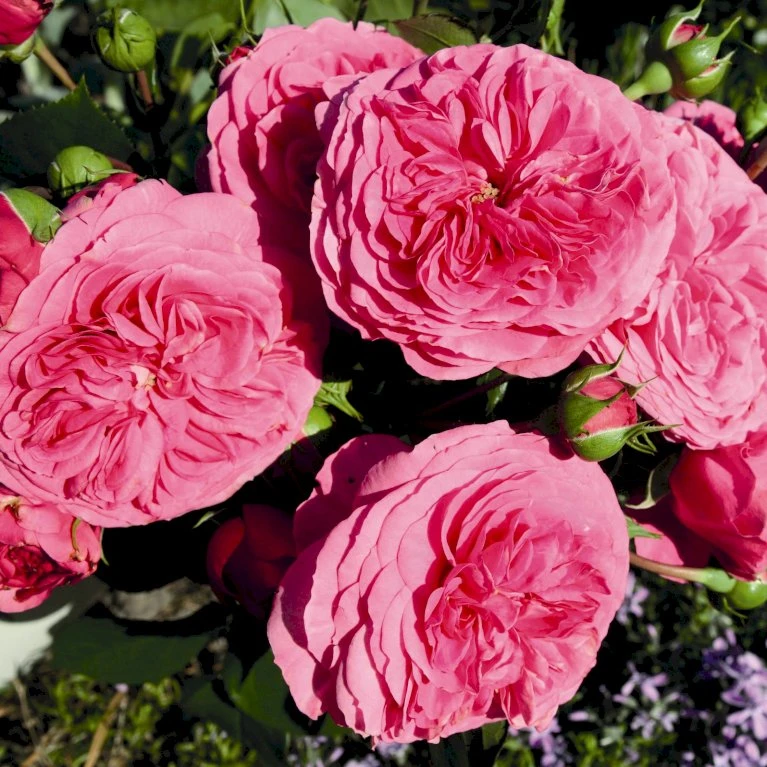'Baronesse'® Rosa X 'Baronesse'® (Buketrose) A-Kvalitet,- Barrods Roser Min. 3 Grene 5 'Baronesse'® Rosa X 'Baronesse'® (Buketrose) A-Kvalitet,- Barrods Roser Min. 3 Grene - Billede 3