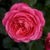 'Bernstorff'™ Rosa X 'Bernstorff'™ (Buketrose) A-Kvalitet,- Barrods Roser Min. 3 Grene -Osmoz Naturens Butik p23418 51763 rosa x bernstorff buketrose 7cc1