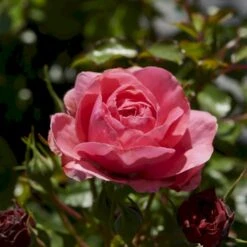 'Bernstorff'™ Rosa X 'Bernstorff'™ (Buketrose) A-Kvalitet,- Barrods Roser Min. 3 Grene -Osmoz Naturens Butik p23418 51764 rosa x bernstorff buketrose 85ff