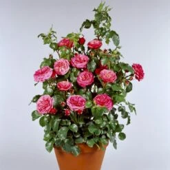 'Bernstorff'™ Rosa X 'Bernstorff'™ (Buketrose) A-Kvalitet,- Barrods Roser Min. 3 Grene -Osmoz Naturens Butik p23418 51765 rosa x bernstorff buketrose c27c