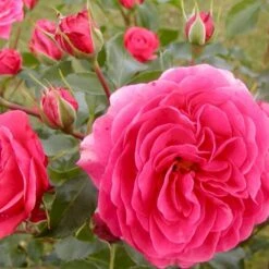 'Bernstorff'™ Rosa X 'Bernstorff'™ (Buketrose) A-Kvalitet,- Barrods Roser Min. 3 Grene -Osmoz Naturens Butik p23418 51766 rosa x bernstorff buketrose f556