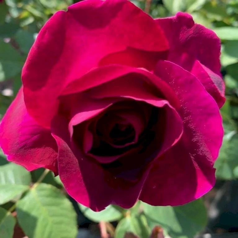 'Big Purple' Rosa X 'Big Purple' (Storblomstrende) A-Kvalitet,- Barrods Roser Min. 3 Grene 5 'Big Purple' Rosa X 'Big Purple' (Storblomstrende) A-Kvalitet,- Barrods Roser Min. 3 Grene - Billede 3