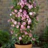 'Boogie-Woogie'™ Rosa X 'Boogie-Woogie'™ (Slyngrose) A-Kvalitet,- Barrods Roser Min. 3 Grene -Osmoz Naturens Butik p23437 52209 rosa x boogie woogie slyngrose 8d0a