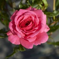 'Boogie-Woogie'™ Rosa X 'Boogie-Woogie'™ (Slyngrose) A-Kvalitet,- Barrods Roser Min. 3 Grene -Osmoz Naturens Butik p23437 52211 rosa x boogie woogie slyngrose 6096