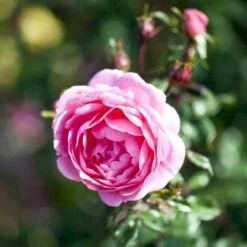 'Boogie-Woogie'™ Rosa X 'Boogie-Woogie'™ (Slyngrose) A-Kvalitet,- Barrods Roser Min. 3 Grene -Osmoz Naturens Butik p23437 52212 rosa x boogie woogie slyngrose 1c0f