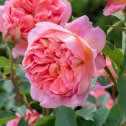 'Boscobel' Rosa X 'Boscobel' (Engelsk Rose) A-Kvalitet,- Barrods Roser Min. 3 Grene -Osmoz Naturens Butik p23445 52946 rosa x boscobel engelsk rose 8148