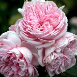 'Cinderella'® Rosa X 'Cinderella'® (Buketrose) A-Kvalitet,- Barrods Roser Min. 3 Grene -Osmoz Naturens Butik p23516 52337 rosa cinderella buketrose 3e5e