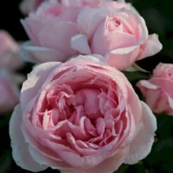 'Cinderella'® Rosa X 'Cinderella'® (Buketrose) A-Kvalitet,- Barrods Roser Min. 3 Grene -Osmoz Naturens Butik p23516 53557 rosa cinderella buketrose 59fd