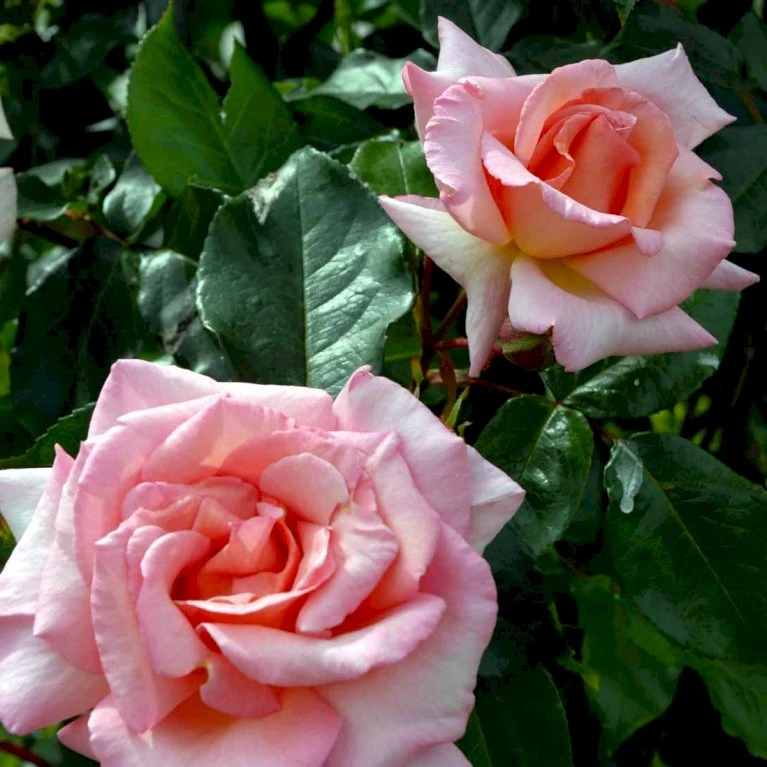 'Compassion' Rosa X 'Compassion' (Slyngrose) A-Kvalitet,- Barrods Roser Min. 3 Grene 3 'Compassion' Rosa X 'Compassion' (Slyngrose) A-Kvalitet,- Barrods Roser Min. 3 Grene