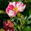 'Concert'™ (Syn. 'Calypso'™) Rosa X 'Concert'™ (Slyngrose) A-Kvalitet,- Barrods Roser Min. 3 Grene 2 'Concert'™ (Syn. 'Calypso'™) Rosa X 'Concert'™ (Slyngrose) A-Kvalitet,- Barrods Roser Min. 3 Grene -Osmoz Naturens Butik p23536 52213 rosa x concert slyngrose eee9