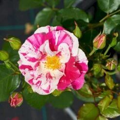 'Concert'™ (Syn. 'Calypso'™) Rosa X 'Concert'™ (Slyngrose) A-Kvalitet,- Barrods Roser Min. 3 Grene -Osmoz Naturens Butik p23536 52214 rosa x concert slyngrose 5149