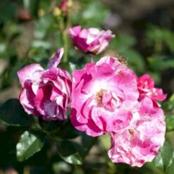 'Concert'™ (Syn. 'Calypso'™) Rosa X 'Concert'™ (Slyngrose) A-Kvalitet,- Barrods Roser Min. 3 Grene -Osmoz Naturens Butik p23536 52216 rosa x concert slyngrose 9b2d