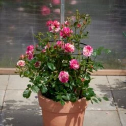 'Concert'™ (Syn. 'Calypso'™) Rosa X 'Concert'™ (Slyngrose) A-Kvalitet,- Barrods Roser Min. 3 Grene -Osmoz Naturens Butik p23536 52217 rosa x concert slyngrose e17a
