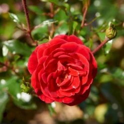 'Dacapo'™ Rosa X 'Dacapo'™ (Slyngrose) A-Kvalitet,- Barrods Roser Min. 3 Grene