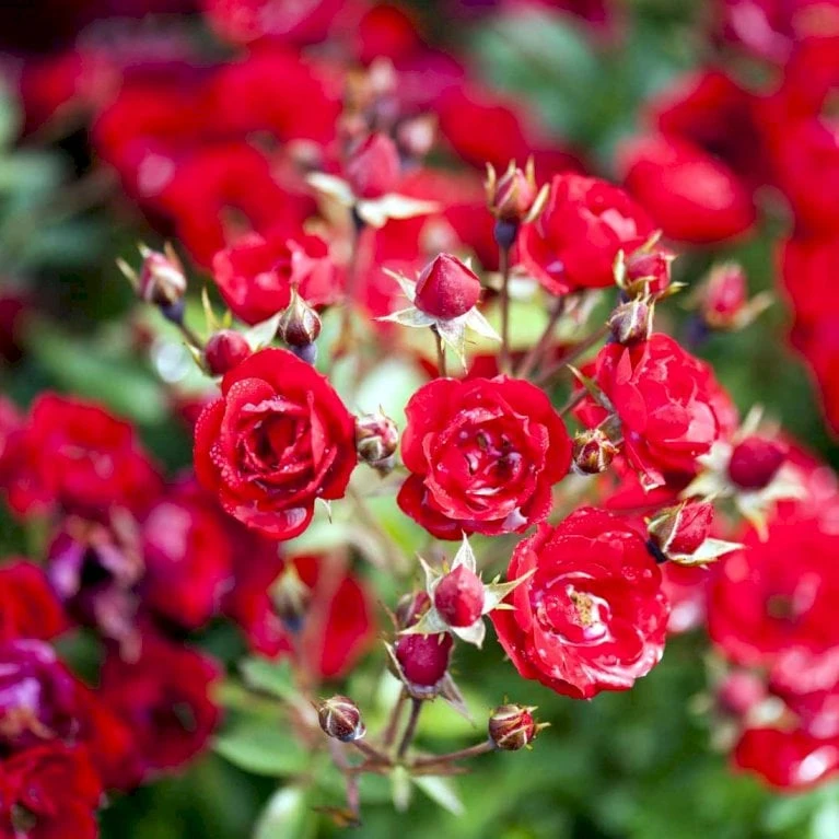 'Intense Cover'® Rosa X 'Intense Cover'® (Bunddækkerose) A-Kvalitet,- Barrods Roser Min. 3 Grene 3 'Intense Cover'® Rosa X 'Intense Cover'® (Bunddækkerose) A-Kvalitet,- Barrods Roser Min. 3 Grene