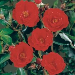 'Intense Cover'® Rosa X 'Intense Cover'® (Bunddækkerose) A-Kvalitet,- Barrods Roser Min. 3 Grene 8 'Intense Cover'® Rosa X 'Intense Cover'® (Bunddækkerose) A-Kvalitet,- Barrods Roser Min. 3 Grene -Osmoz Naturens Butik p2361 51968 rosa x intense cover bunddaekkerose ed3c