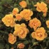 'Flaming Cover'® Rosa X 'Flaming Cover'® (Bunddækkerose) A-Kvalitet,- Barrods Roser Min. 3 Grene 1 'Flaming Cover'® Rosa X 'Flaming Cover'® (Bunddækkerose) A-Kvalitet,- Barrods Roser Min. 3 Grene -Osmoz Naturens Butik p23637 51957 rosa x flaming cover bunddaekkerose 959c