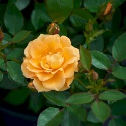 'Flaming Cover'® Rosa X 'Flaming Cover'® (Bunddækkerose) A-Kvalitet,- Barrods Roser Min. 3 Grene -Osmoz Naturens Butik p23637 51958 rosa x flaming cover bunddaekkerose be5c