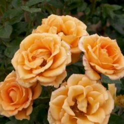 'Flaming Cover'® Rosa X 'Flaming Cover'® (Bunddækkerose) A-Kvalitet,- Barrods Roser Min. 3 Grene -Osmoz Naturens Butik p23637 51960 rosa x flaming cover bunddaekkerose 9d51