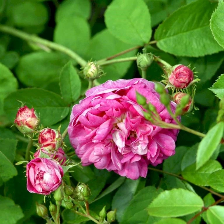 'Aimable Amié' Rosa Gallica 'Aimable Amié' (Gallicarose) A-Kvalitet,- Barrods Roser Min. 3 Grene 3 'Aimable Amié' Rosa Gallica 'Aimable Amié' (Gallicarose) A-Kvalitet,- Barrods Roser Min. 3 Grene