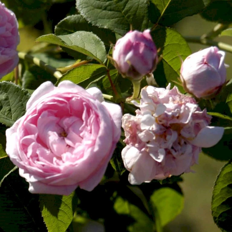 'Duchesse De Montebello' Rosa Gallica 'Duchesse De Montebello' (Gallicarose) A-Kvalitet,- Barrods Roser Min. 3 Grene 3 'Duchesse De Montebello' Rosa Gallica 'Duchesse De Montebello' (Gallicarose) A-Kvalitet,- Barrods Roser Min. 3 Grene