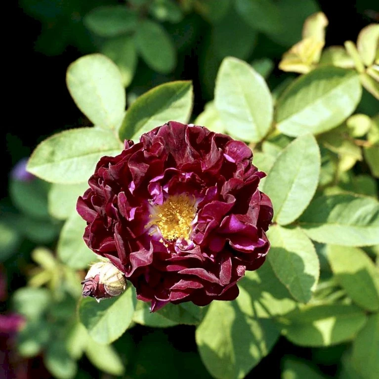 'Tuscany' Rosa Gallica 'Tuscany' (Gallicarose) A-Kvalitet,- Barrods Roser Min. 3 Grene 3 'Tuscany' Rosa Gallica 'Tuscany' (Gallicarose) A-Kvalitet,- Barrods Roser Min. 3 Grene