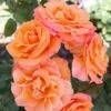'Gavnø'™ Rosa X 'Gavnø'™ (Storblomstrende) A-Kvalitet,- Barrods Roser Min. 3 Grene 2 'Gavnø'™ Rosa X 'Gavnø'™ (Storblomstrende) A-Kvalitet,- Barrods Roser Min. 3 Grene -Osmoz Naturens Butik p23692 51503 rosa gavnoe storblomstrende 3950