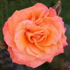'Gavnø'™ Rosa X 'Gavnø'™ (Storblomstrende) A-Kvalitet,- Barrods Roser Min. 3 Grene -Osmoz Naturens Butik p23692 51504 rosa gavnoe storblomstrende cccb
