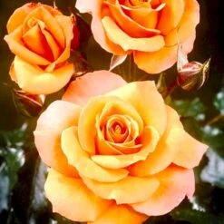 'Gavnø'™ Rosa X 'Gavnø'™ (Storblomstrende) A-Kvalitet,- Barrods Roser Min. 3 Grene -Osmoz Naturens Butik p23692 51505 rosa gavnoe storblomstrende 871e