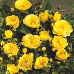 'Golden Eye Cover'® Rosa X 'Golden Eye Cover'® (Bunddækkerose) A-Kvalitet,- Barrods Roser Min. 3 Grene -Osmoz Naturens Butik p23708 51966 rosa x golden eye cover bunddaekkerose 9555