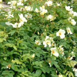 'Golden Wings' Rosa X 'Golden Wings' (Buskrose) A-Kvalitet,- Barrods Roser Min. 3 Grene -Osmoz Naturens Butik p23709 52409 rosa x golden wings buskrose 002c