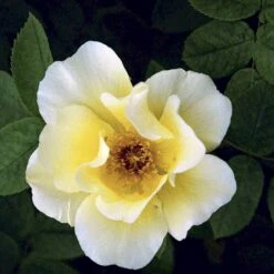 'Golden Wings' Rosa X 'Golden Wings' (Buskrose) A-Kvalitet,- Barrods Roser Min. 3 Grene -Osmoz Naturens Butik p23709 52410 rosa x golden wings buskrose 7cf1