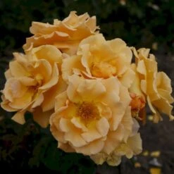 'Goldener Olymp'® Rosa X 'Goldener Olymp'® (Slyngrose) A-Kvalitet,- Barrods Roser Min. 3 Grene -Osmoz Naturens Butik p23710 53574 rosa x goldener olymp slyngrose a2ec