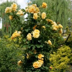 'Goldener Olymp'® Rosa X 'Goldener Olymp'® (Slyngrose) A-Kvalitet,- Barrods Roser Min. 3 Grene -Osmoz Naturens Butik p23710 53575 rosa x goldener olymp slyngrose a9a6