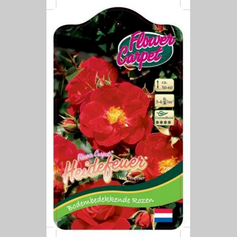 Bunddækkende Rose Rosa 'Heidefeuer®' 3,0 Liter Potte 3 Bunddækkende Rose Rosa 'Heidefeuer®' 3,0 Liter Potte