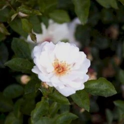 'Jacqueline Du Pré' Rosa X 'Jacqueline Du Pré' (Buskrose) A-Kvalitet,- Barrods Roser Min. 3 Grene