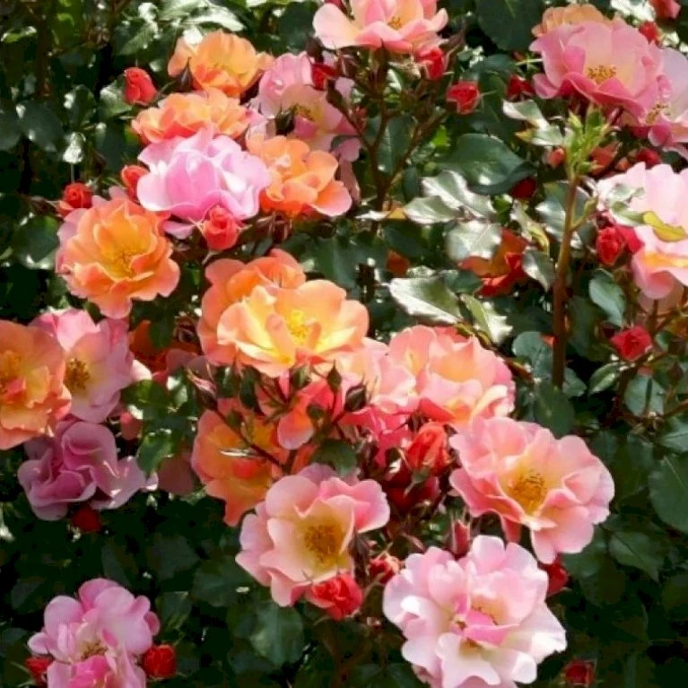 'Jazz'® Rosa X 'Jazz'® (Bunddækkerose) A-Kvalitet,- Barrods Roser Min. 3 Grene 5 'Jazz'® Rosa X 'Jazz'® (Bunddækkerose) A-Kvalitet,- Barrods Roser Min. 3 Grene - Billede 3