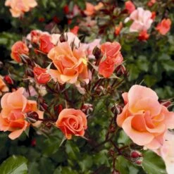 'Jazz'® Rosa X 'Jazz'® (Bunddækkerose) A-Kvalitet,- Barrods Roser Min. 3 Grene 10 'Jazz'® Rosa X 'Jazz'® (Bunddækkerose) A-Kvalitet,- Barrods Roser Min. 3 Grene -Osmoz Naturens Butik p23790 53979 rosa x jazz bunddaekkerose 4c49
